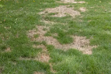 a lawn infected with brown patch