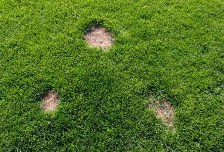 dollar spots on a lawn