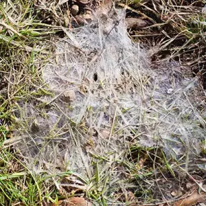 a gray leaf spot on a lawn