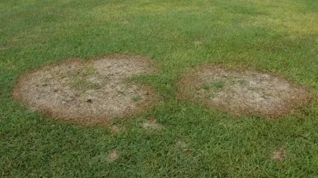 a lawn infected with large patch