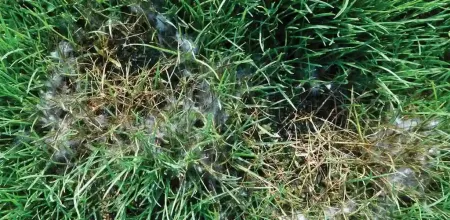 pythium blight on a lawn
