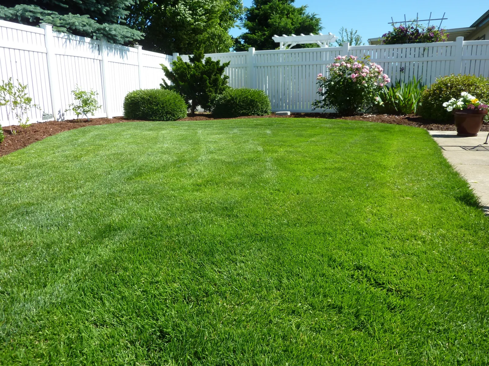 open backyard