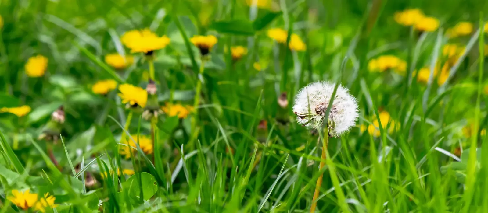 weeds in a yard