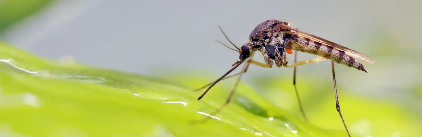 mosquito outside on grass