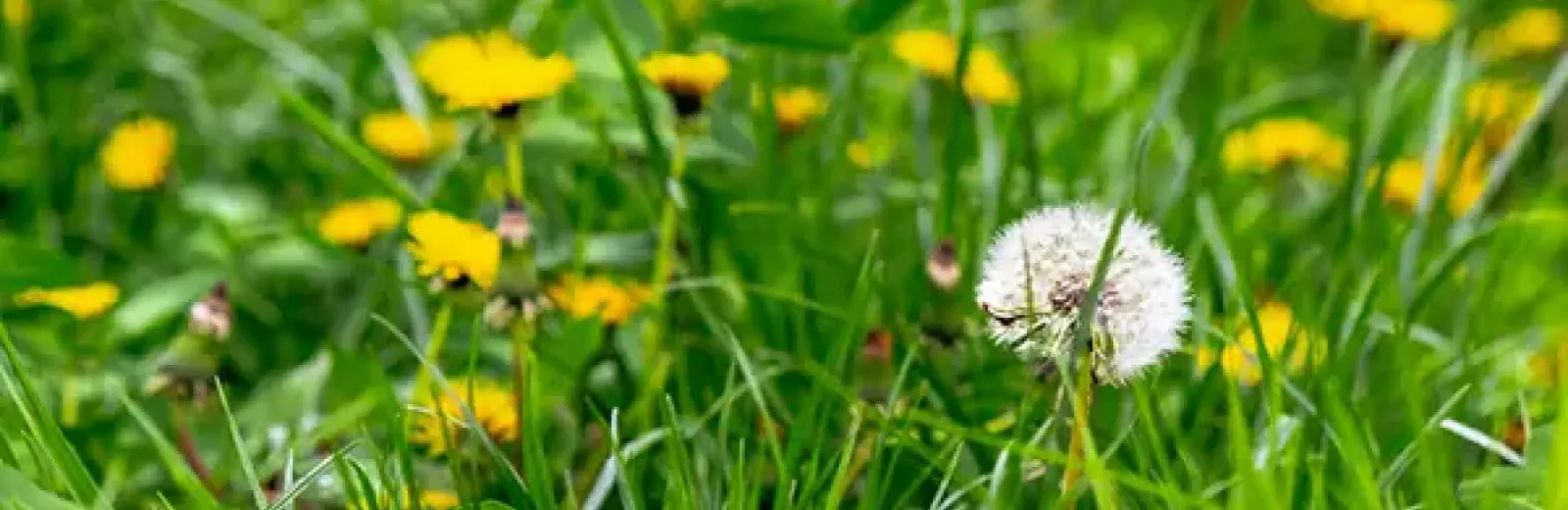 weeds in a yard