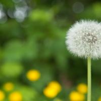 White, puffy dandelion that's grown in a lawn.