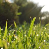 Blades of grass