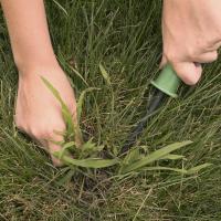 Hands picking weeds out of a lawn.