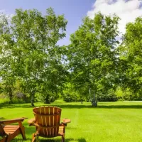 chairs-in-backyard-trees