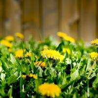 yellow dandelion 