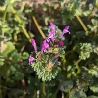 henbit-deadnettle