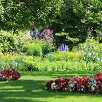 two tall trees in flower beds