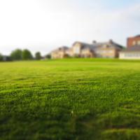 close up of grass with a blurred house in the background