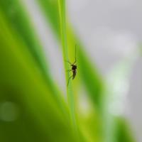 small mosquito on a blade of grass