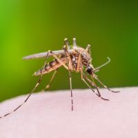 close up of a mosquito sitting on someones hand