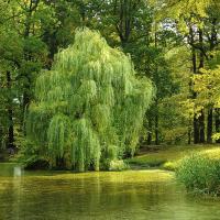 willow tree in a lake with other trees surrounding it
