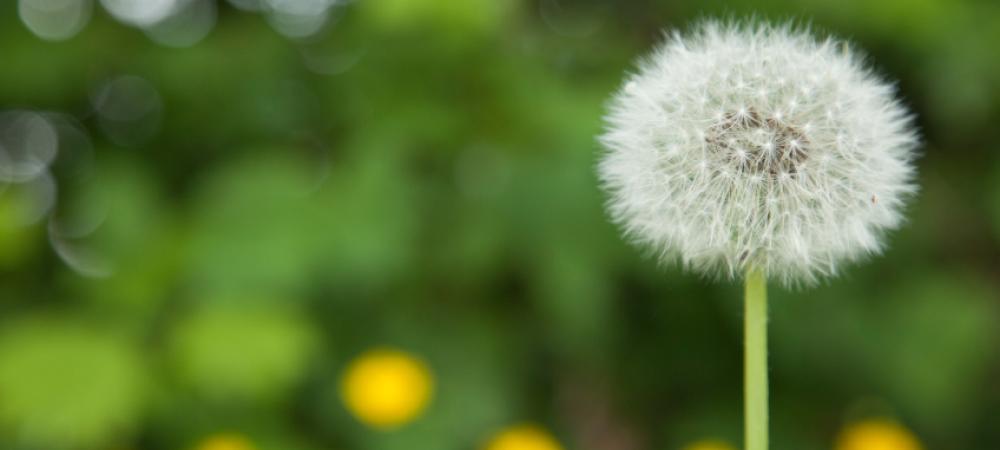 White, puffy dandelion that's grown in a lawn.