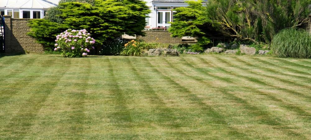 A lawn in South Carolina with green, thriving blades of grass.