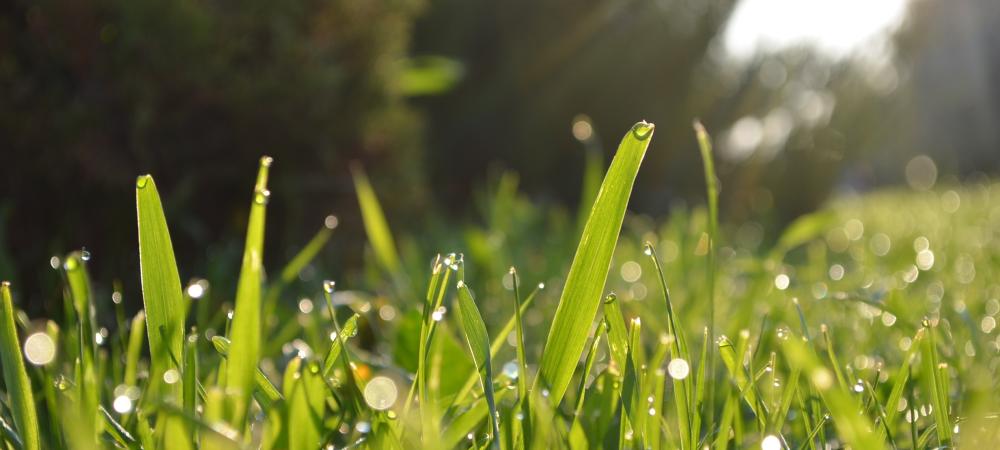 Blades of grass