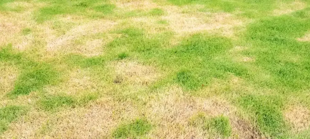a lawn infected with disease
