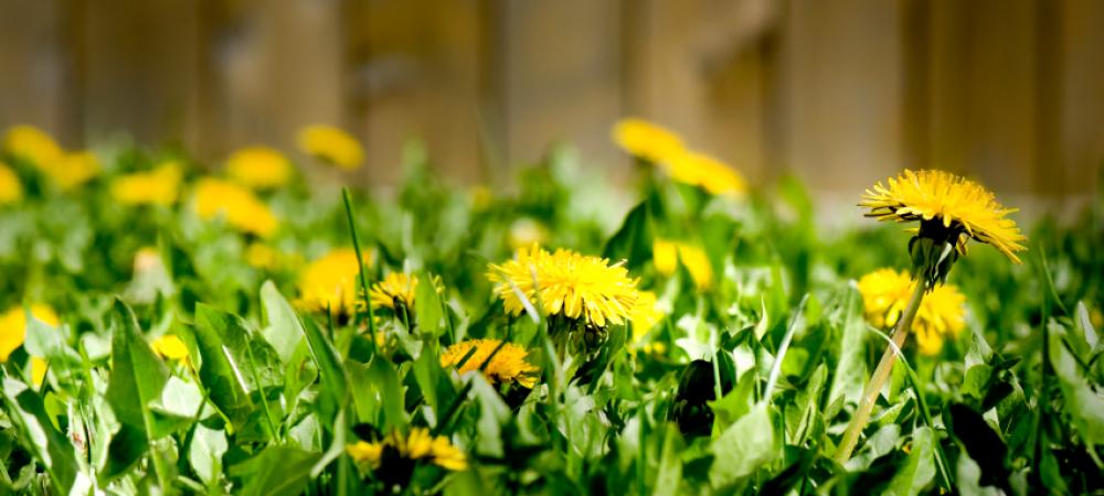 yellow dandelion 