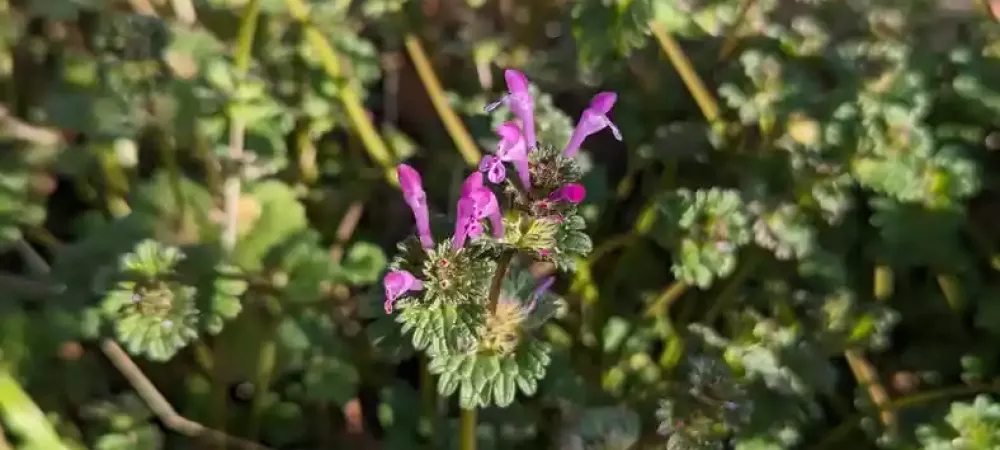 henbit-deadnettle