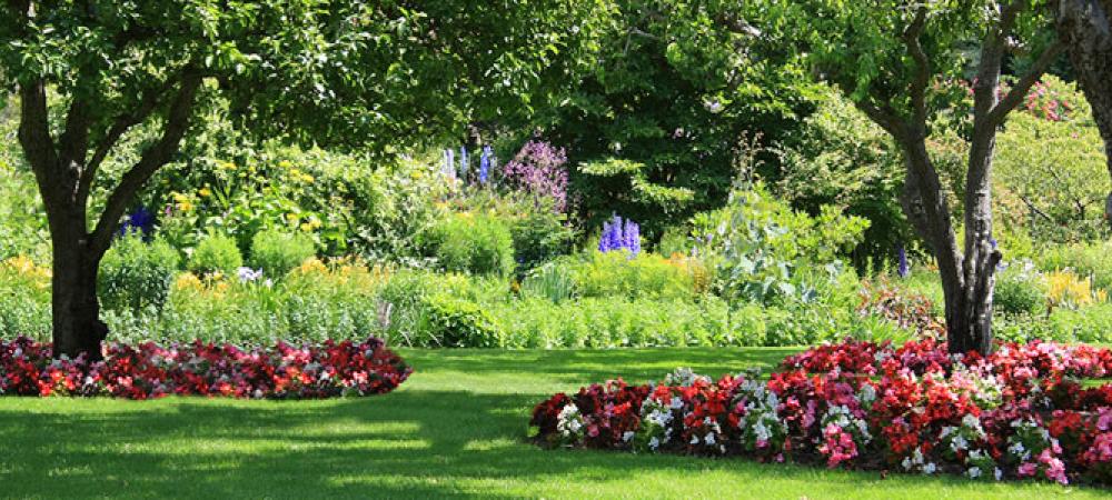 two tall trees in flower beds