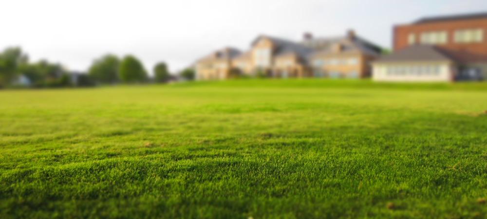 close up of grass with a blurred house in the background