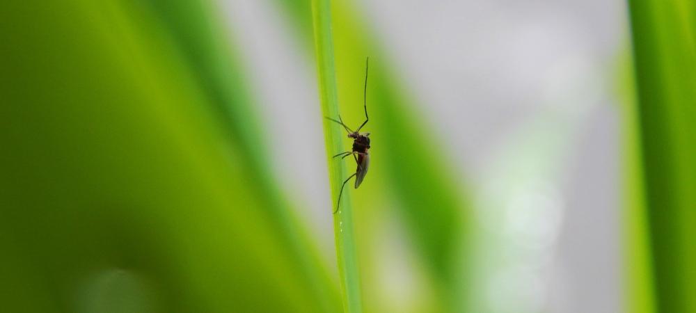 small mosquito on a blade of grass
