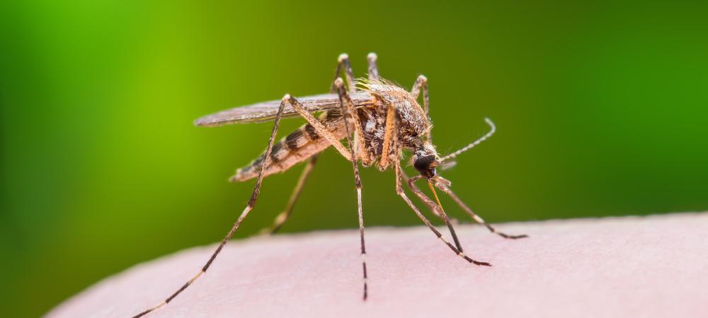 close up of a mosquito sitting on someones hand