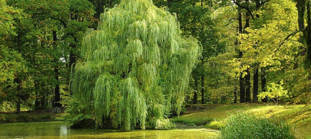 willow tree in a lake with other trees surrounding it