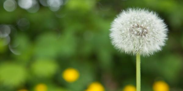 White, puffy dandelion that's grown in a lawn.