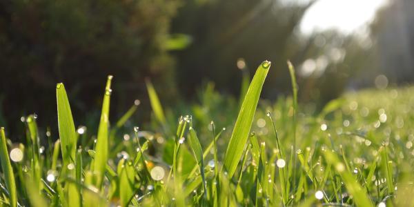 Blades of grass