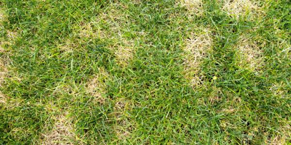 Lawn disease taking over a lawn.