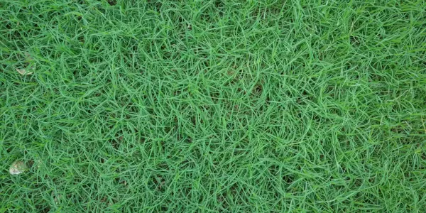 scutch-grass