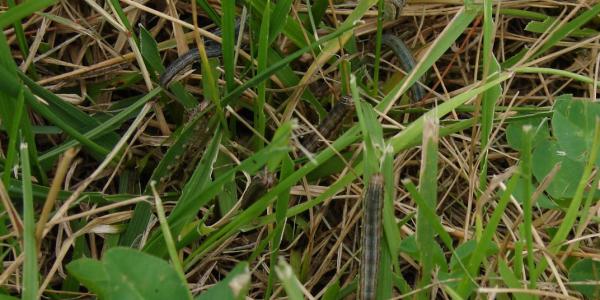 armyworms on grass