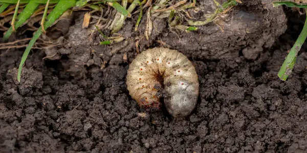 a grub in soil