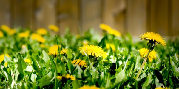 yellow dandelion 