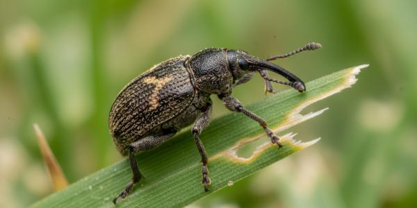 a billbug on a blade of grass
