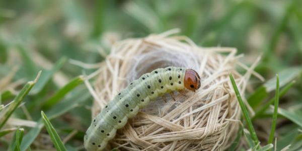a sod webworm close up