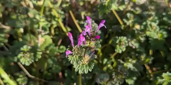 henbit-deadnettle