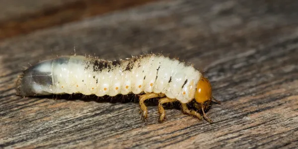 a white grub close up