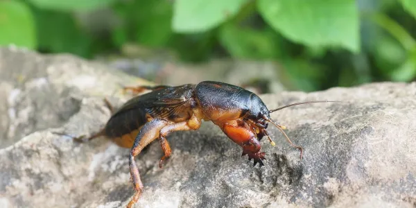 a mole cricket on a rock