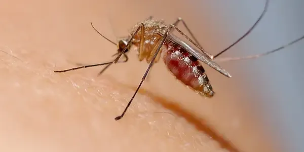 mosquito on someone's arm