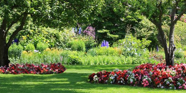 two tall trees in flower beds