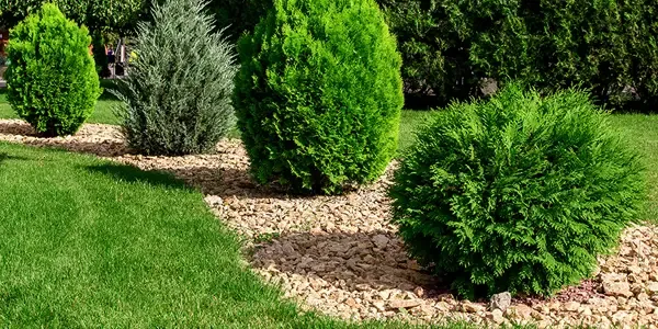 healthy trees and shrubs