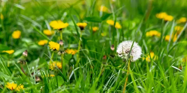 weeds in a yard