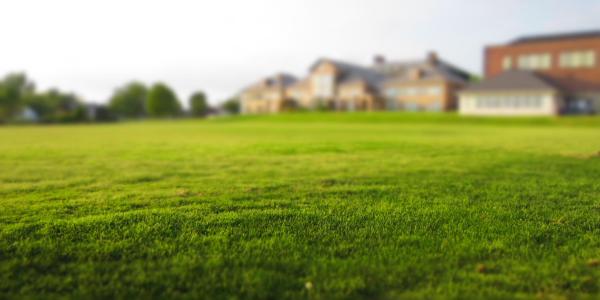 close up of grass with a blurred house in the background