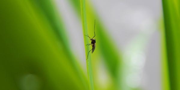 small mosquito on a blade of grass