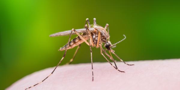 close up of a mosquito sitting on someones hand